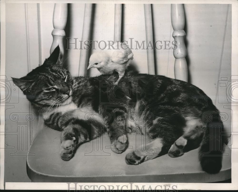 1938 Press Photo Peanuts the Chick has adopted Mouser the family cat - Historic Images