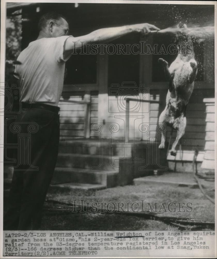 1947 Press Photo William Wrighton Gizho fox Terrier - Historic Images