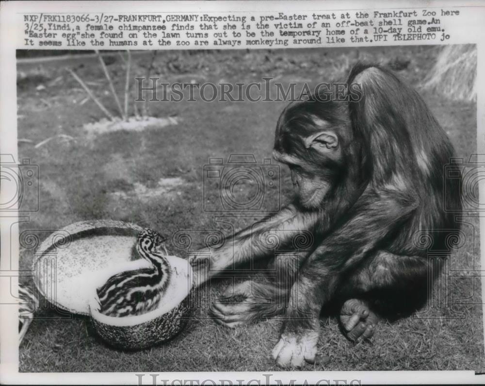 1959 Press Photo Yindi, chimpanzee at the Frankfurt Zoo, an Emu, 10-days-old - Historic Images