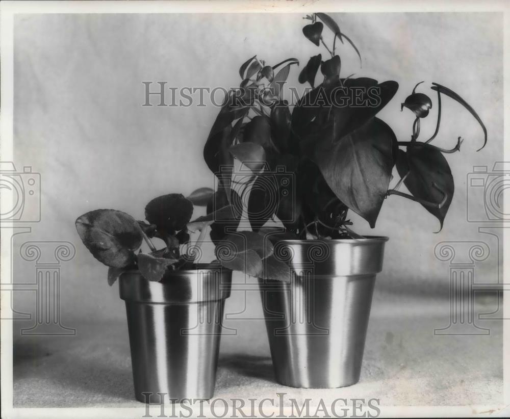 1960 Press Photo Plants in Flowerpot Holders in Solid Copper or Brass - Historic Images