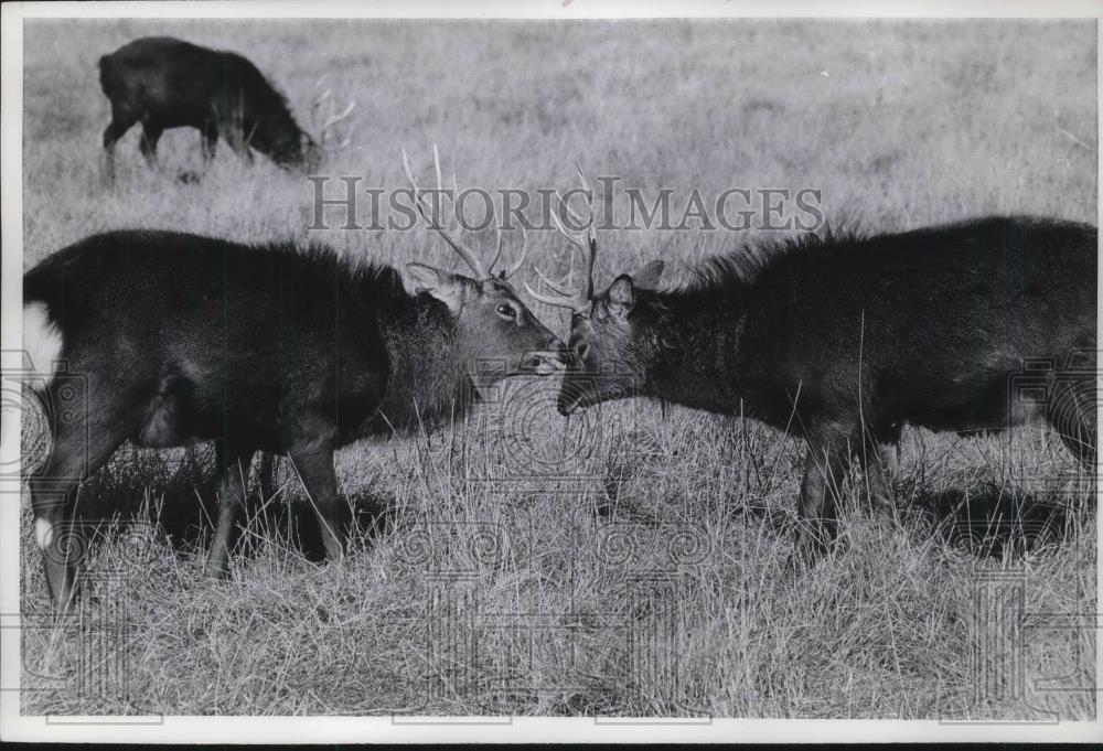 1968 Press Photo Japanese Sika Deer grazing off Highway 36, Brookfield, MO - Historic Images