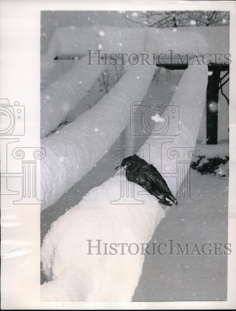 1957 Press Photo Robin Next To Snowy Clothesline Spring Blizzard In Denver, CO - Historic Images