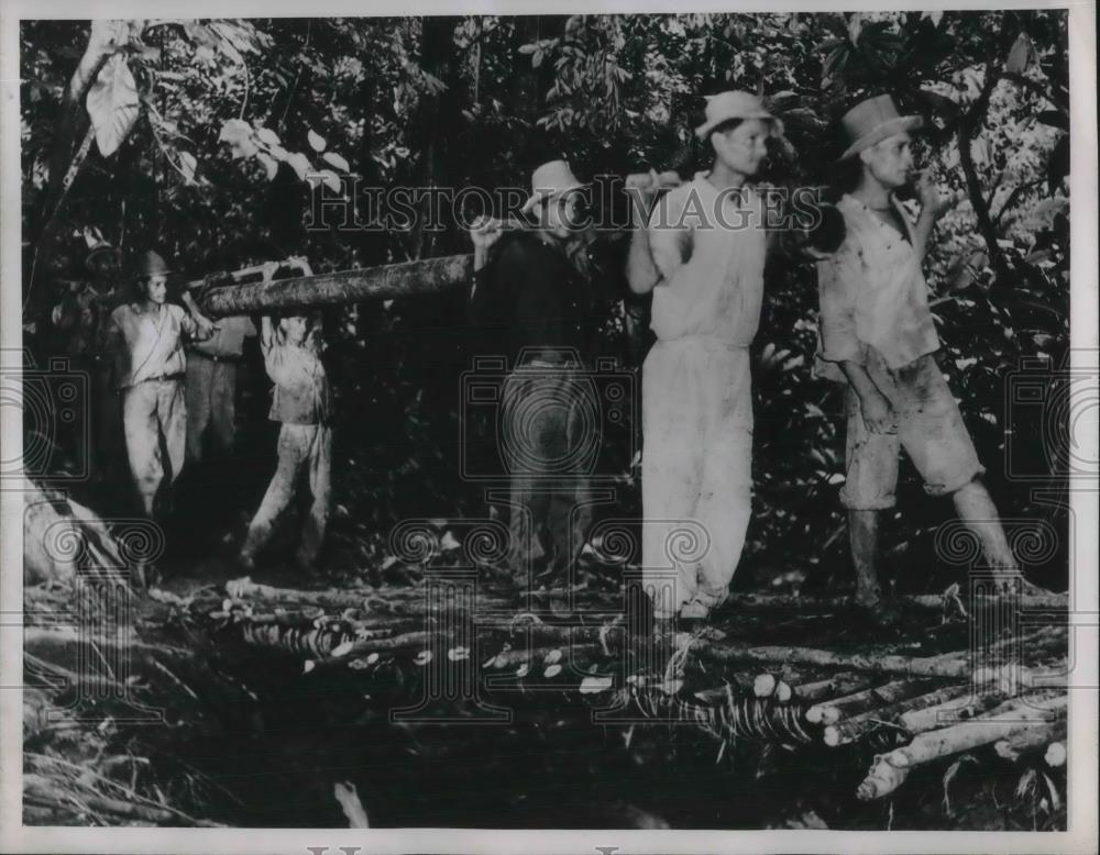 1948 Press Photo Venezuela Oil Workers carrying pipe thru jungles - Historic Images