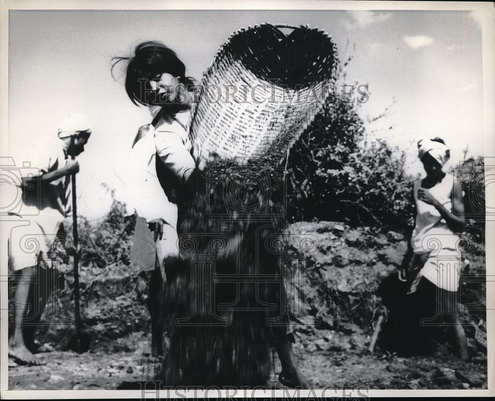 1969 Press Photo India, workers bring in harvest in WHO project - Historic Images