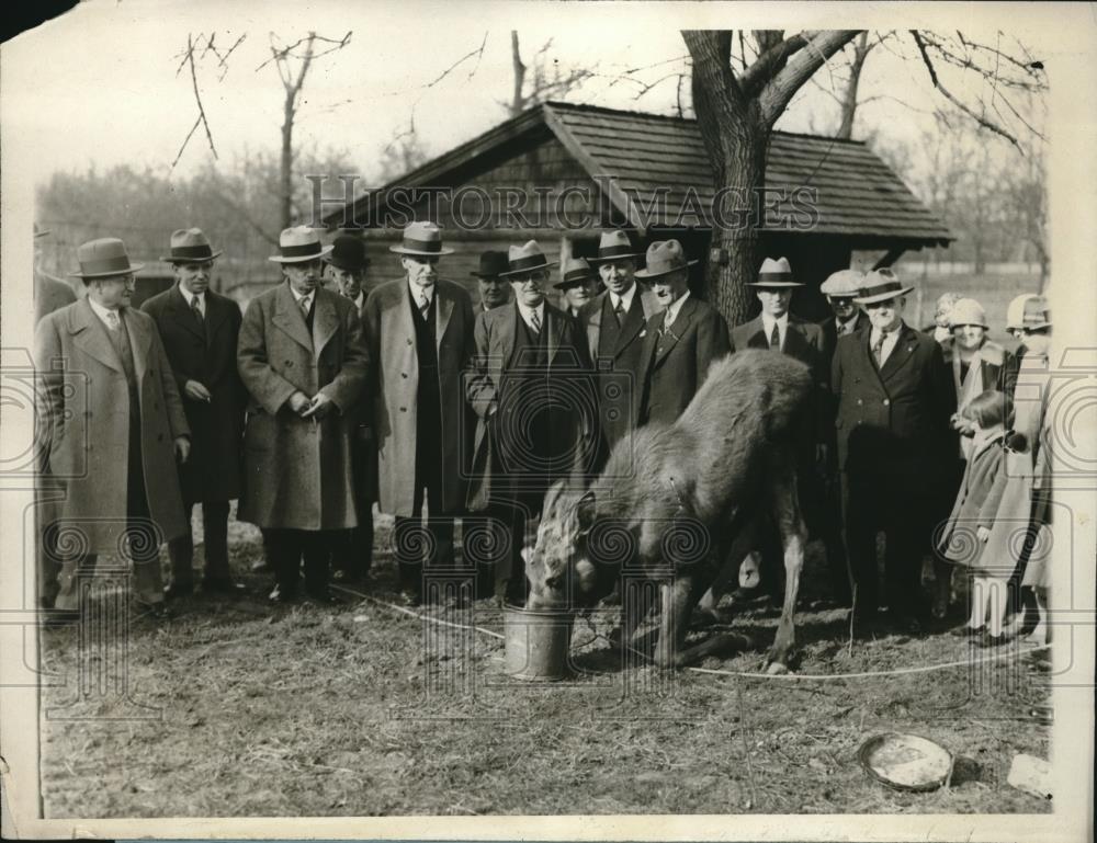 1928 Press Photo Order of the Moose members &amp; real moose at Phila.Pa zoo - Historic Images