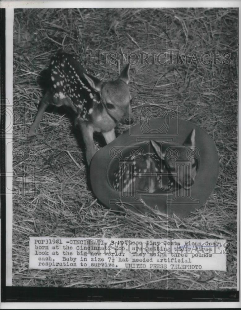 1958 Press Photo Two Tiny Costa Rican Deer born at Cincinnati Zoo. - Historic Images
