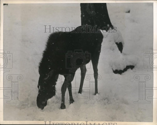 1944 Press Photo NYC, moose at Bronx Park zoo in the snow - neb64761 - Historic Images