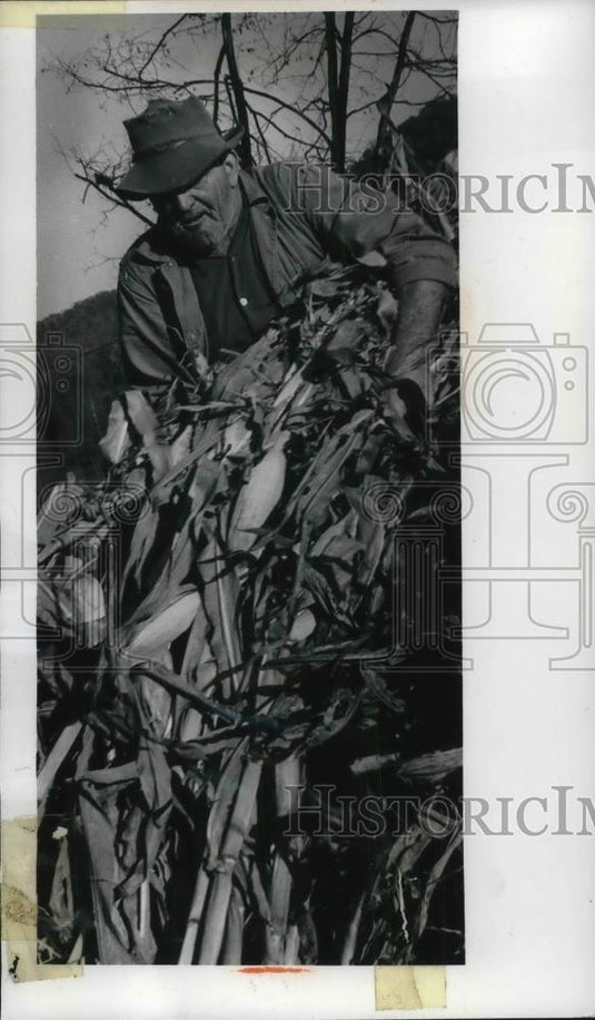1969 Press Photo Willie Schaffer load corn abroad his Wagon at Hilton Va. - Historic Images