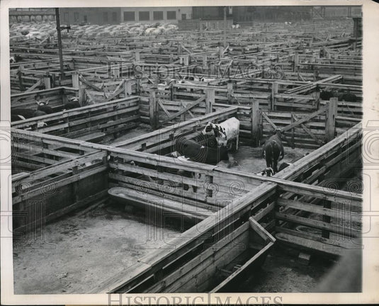 1949 Press Photo Union Stockyards in Chicago almost empty due to low beef prices - Historic Images
