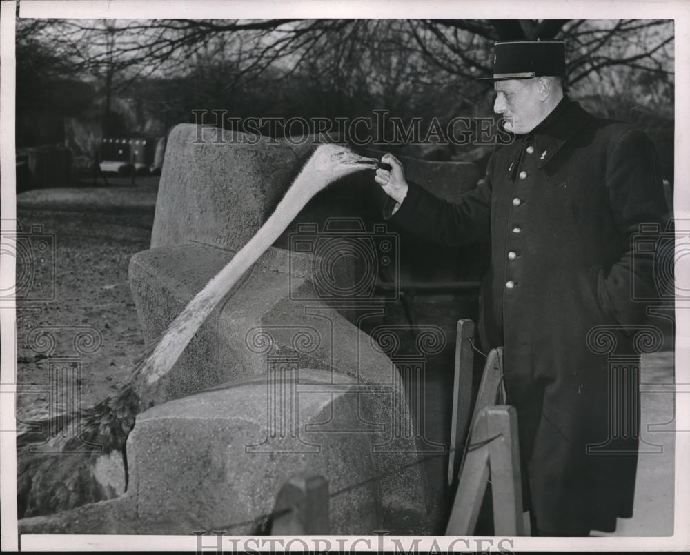 1953 Press Photo Keeper feeds Ostrich at Vincennes Zoo in Paris, France - Historic Images