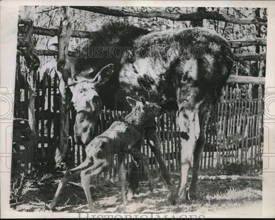 1941 Press Photo Munising, Mich Lulu a moose & her newborn calf - neb64762 - Historic Images