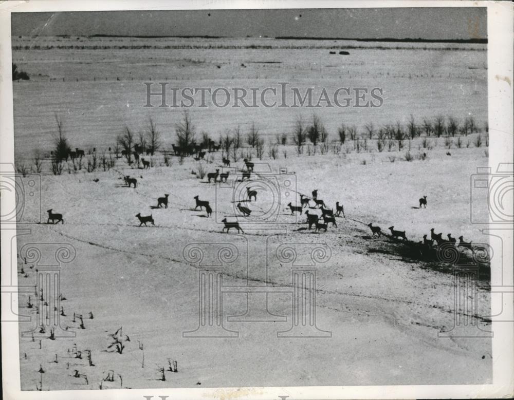 1948 Press Photo Grand Forks, N.Dak deer herds in the snow - neb64783 - Historic Images