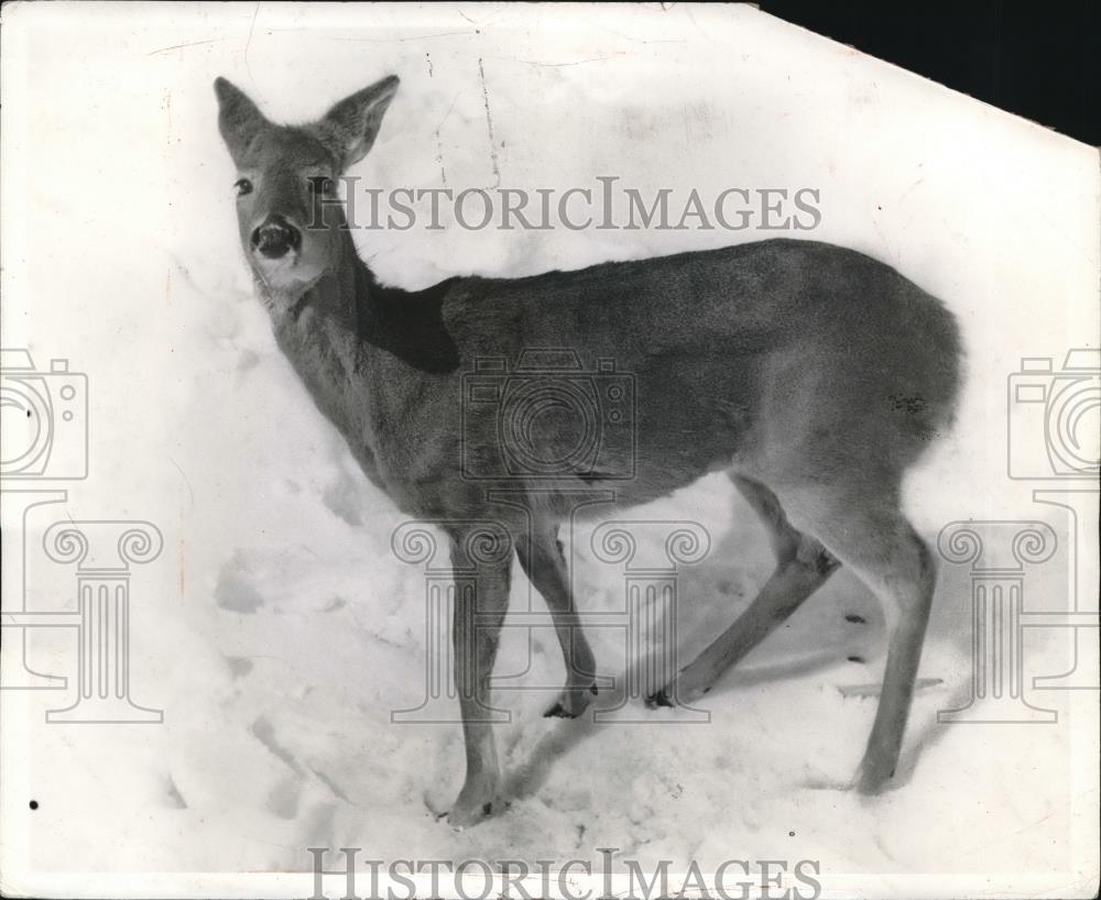 1941 Press Photo A white tailed deer in the snow in the US - neb64781 - Historic Images