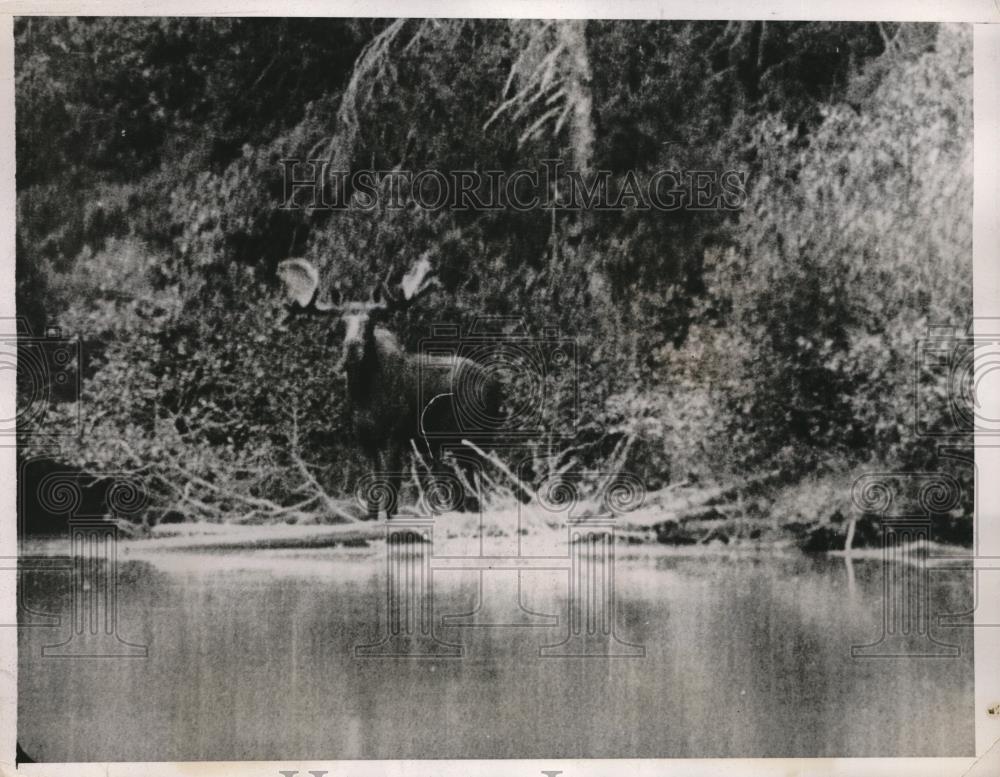 1937 Press Photo A bull moose in the wilds of Canada - neb64763 - Historic Images