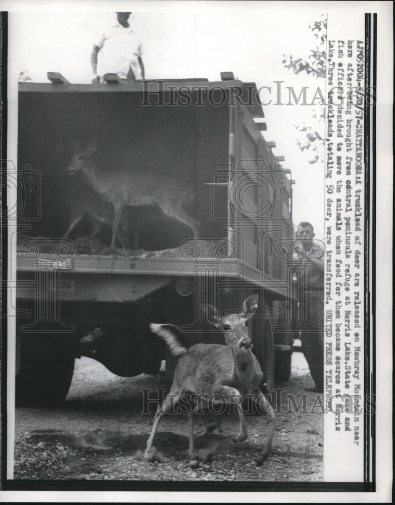 1957 Press Photo Truckload Deer Released on Mowbray Mountain - neb65079 - Historic Images