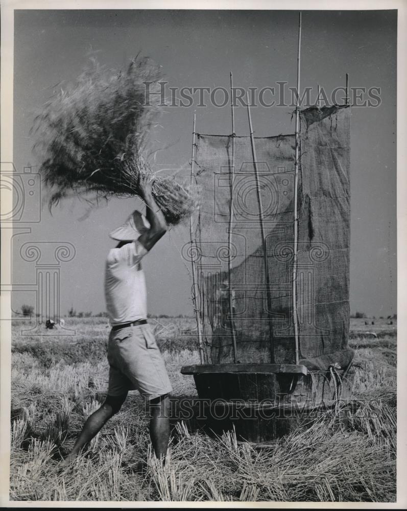 1958 Press Photo Hamilton Wright Beating Rice Threshing Machines Field - Historic Images