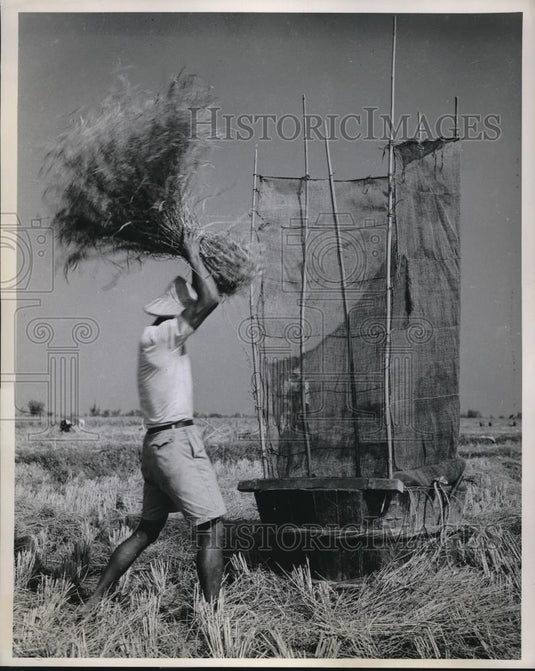 1958 Press Photo Hamilton Wright Beating Rice Threshing Machines Field - Historic Images