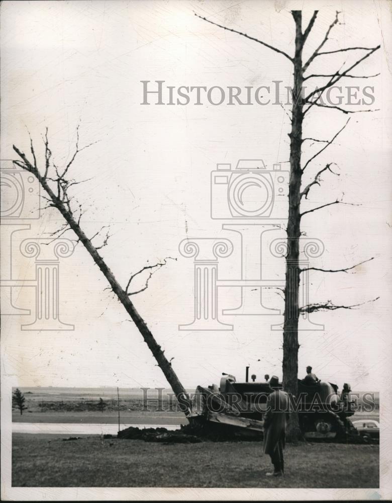 1950 Press Photo Elm Trees Taken Down on NACA Property for Cleveland Airport - Historic Images