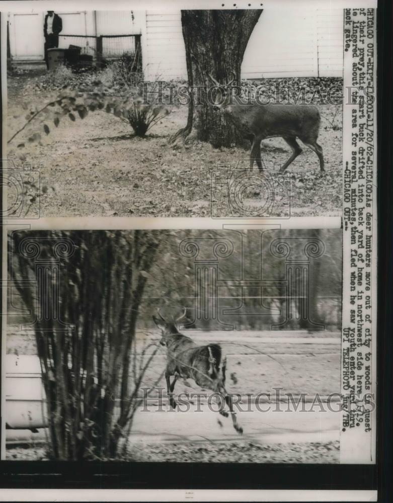 1962 Press Photo Deer drifted into the Back Yard of home in Northwest side. - Historic Images