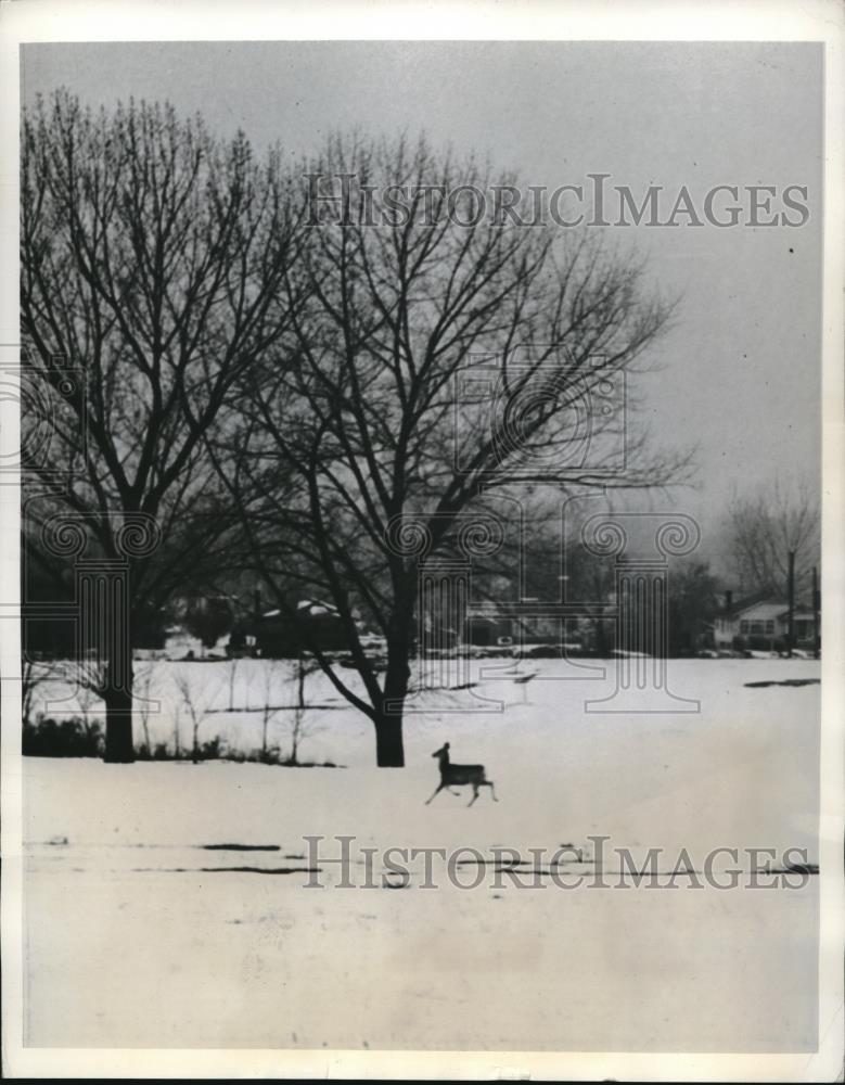 1942 Press Photo Hungry Deer Seek Food in City on Golf Course in Salt Lake City - Historic Images