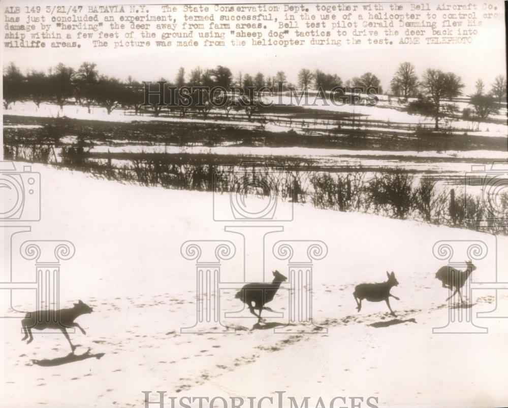 1947 Press Photo Batavia, NY herd of deer run from farm area - neb64883 - Historic Images