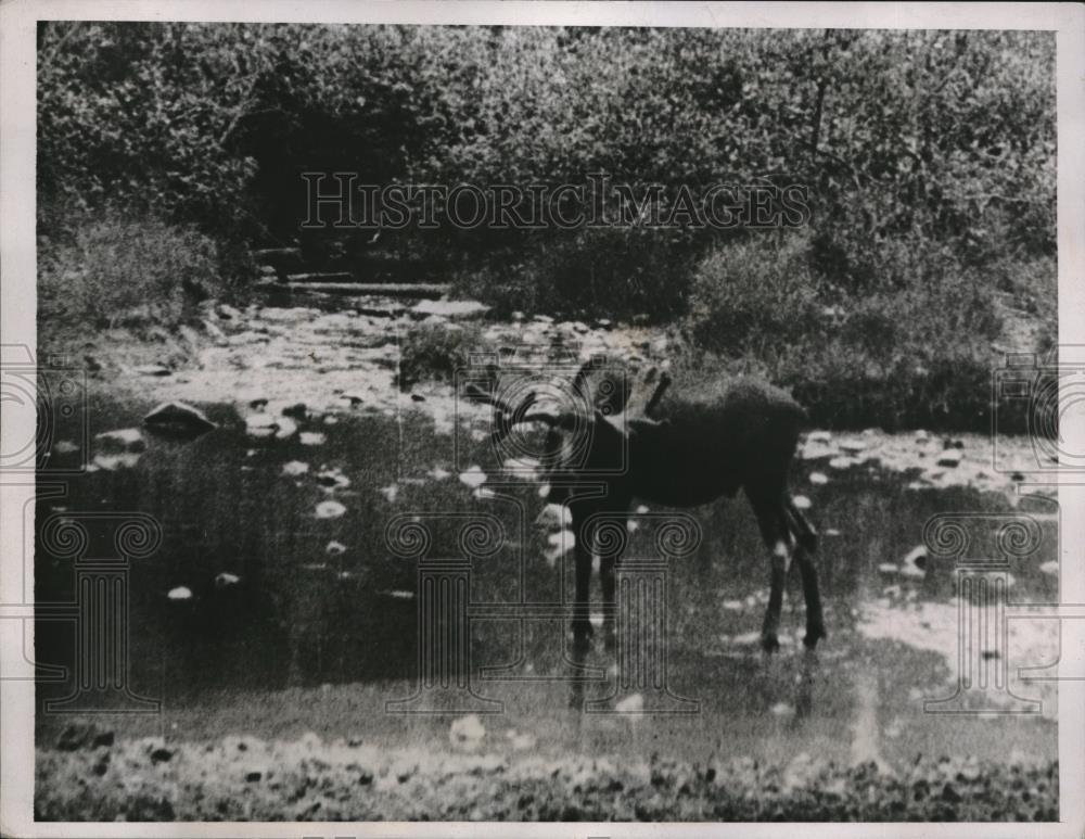 1937 Press Photo A bull moose somewhere in the wilds of Canada - Historic Images