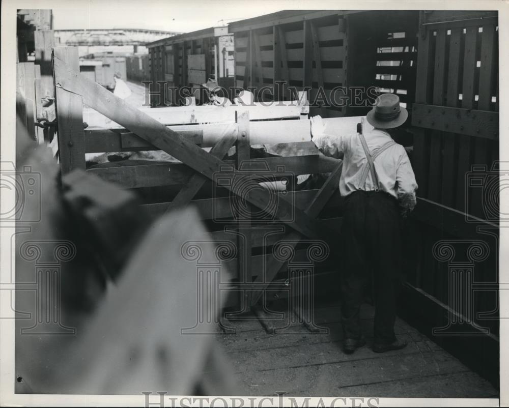 1939 Press Photo Cattle Loaded on Train at Union Stockyard in Chicago - Historic Images