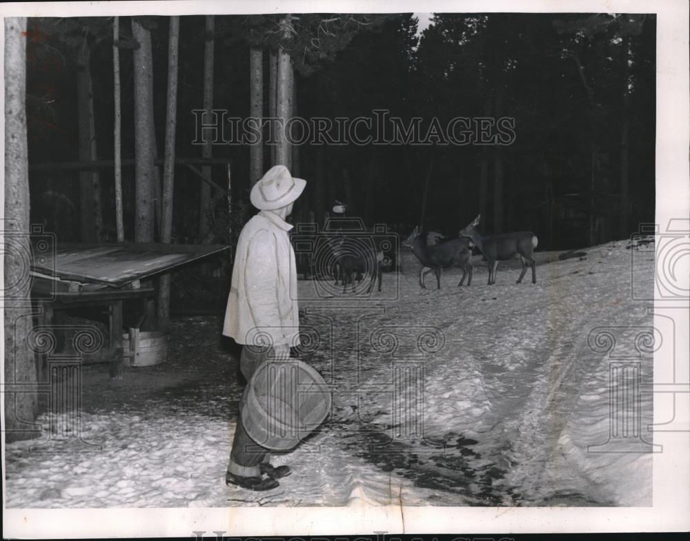 1959 Press Photo A man feeding a herd of deer - Historic Images