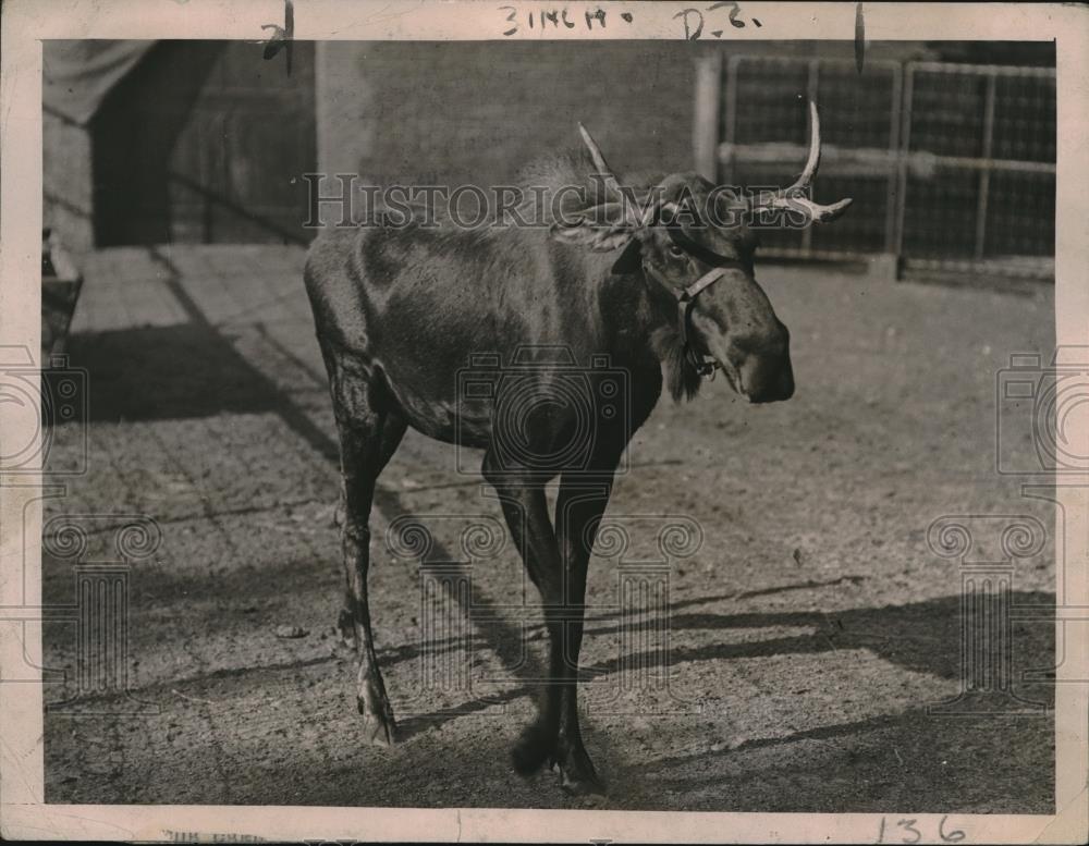 1921 Press Photo A young moose at Lincoln Park zoo in Chicago, Ill - Historic Images