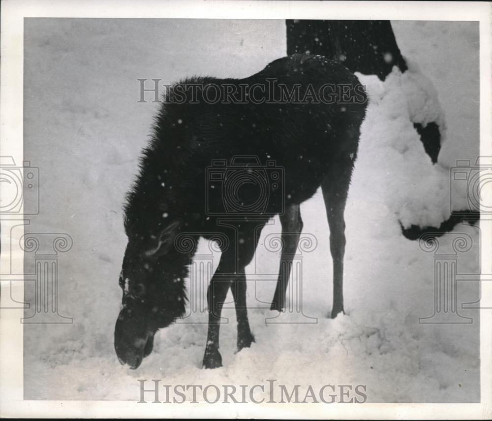 1944 Press Photo NYC, moose in the snow at Bronx Park Zoo - Historic Images