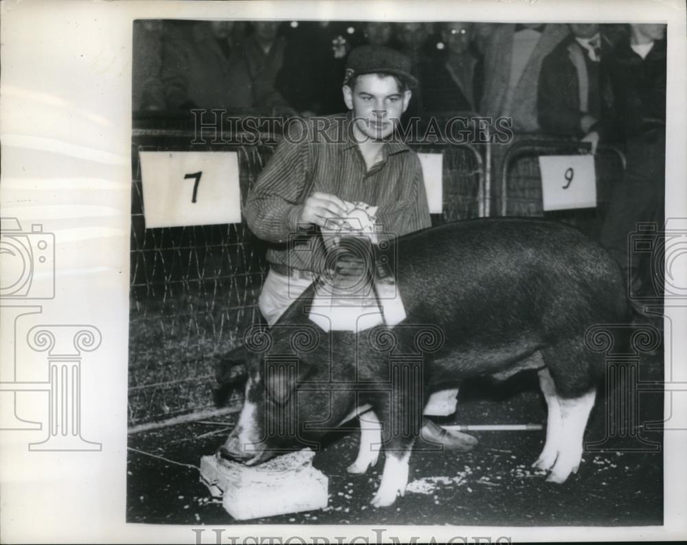 1957 Press Photo Gerald Anderson Shows Grand Champion Barrow - Historic Images