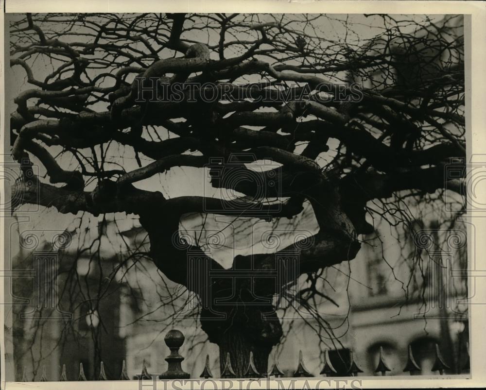 1927 Press Photo Tree in front of Building - Historic Images