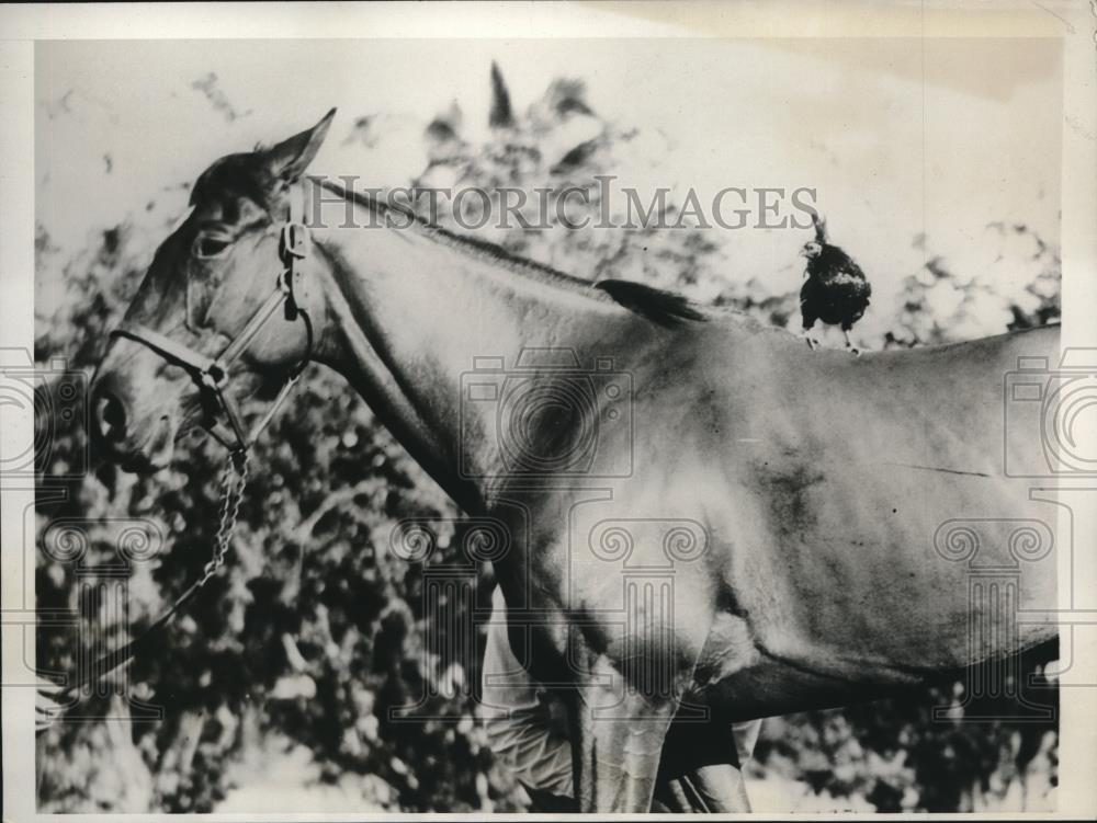 1933 Press Photo Fervid Horse owned by Mrs. J.M. Black - Historic Images