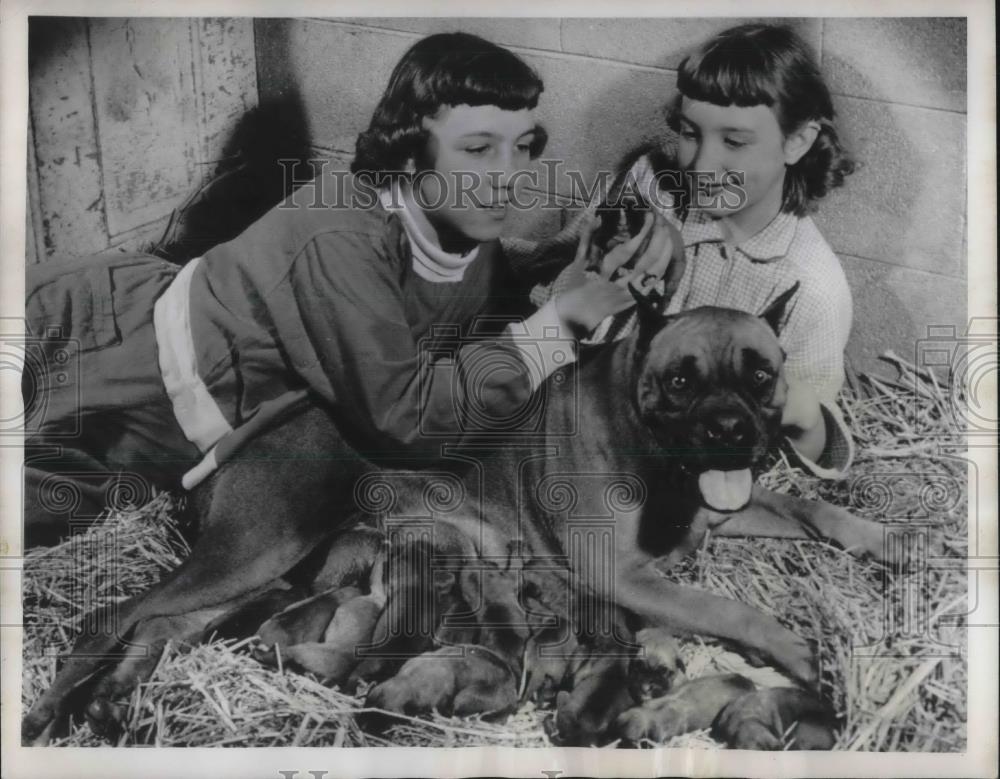 1955 Press Photo Judy Graves, 12, Janet, 10, with their boxer, and 12 puppies - Historic Images