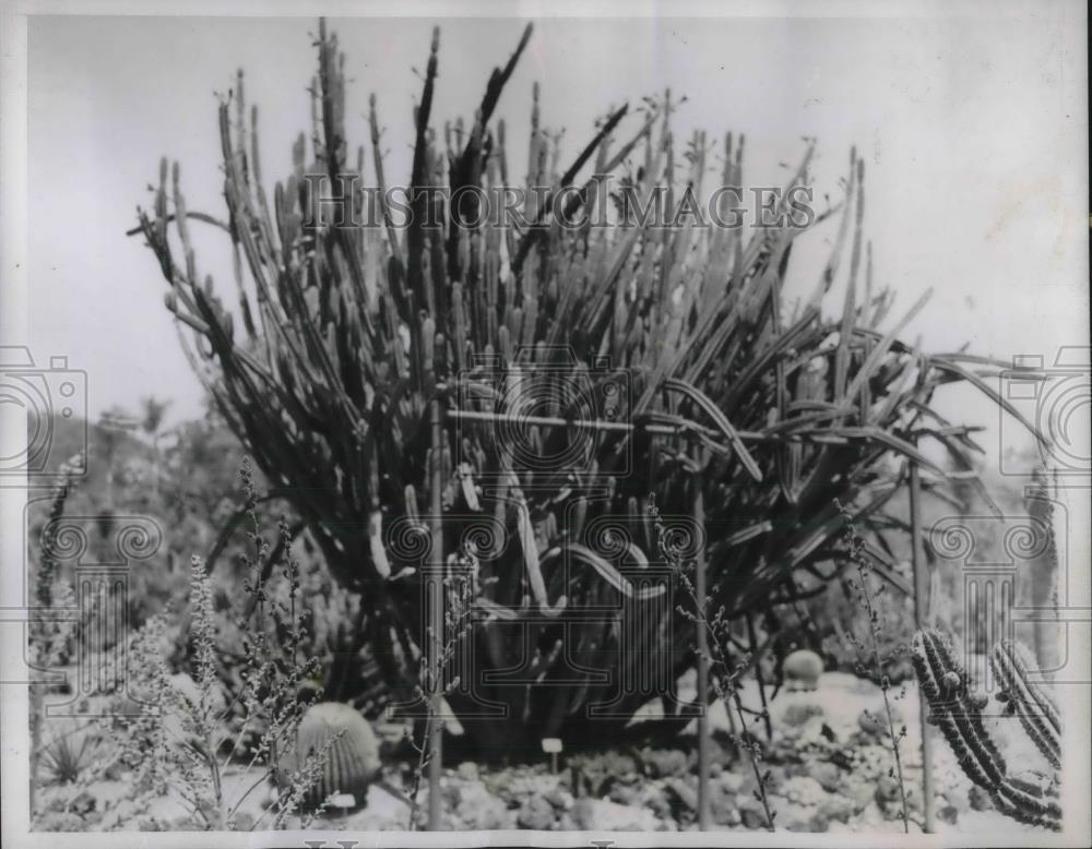 1937 Press Photo Cacti species in SW US &amp; Mexico - Historic Images