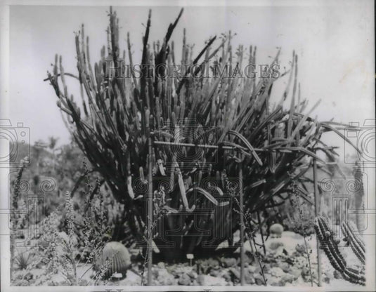1937 Press Photo Cacti species in SW US & Mexico - Historic Images