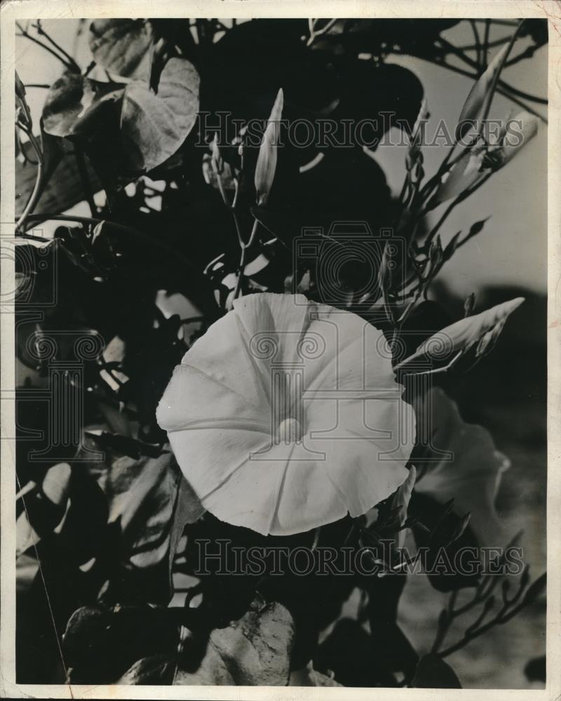 1946 Press Photo Morning Glory Flowers Vines Growing - Historic Images