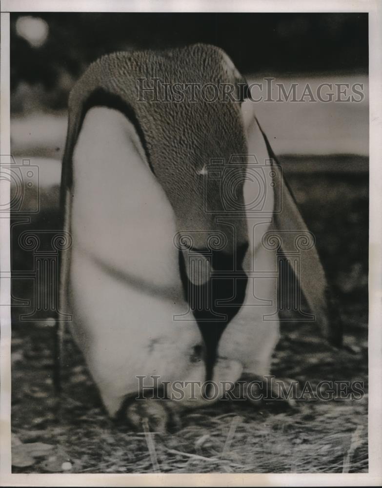 1938 Press Photo Peggy the Penguin with her egg at zoo - Historic Images