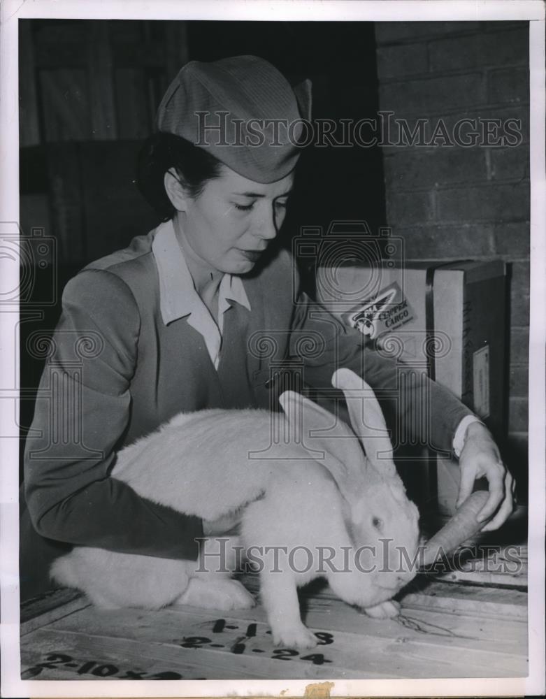 1950 Press Photo Airline Hostess Rosamond Lotito and rabbit found in shipment - Historic Images