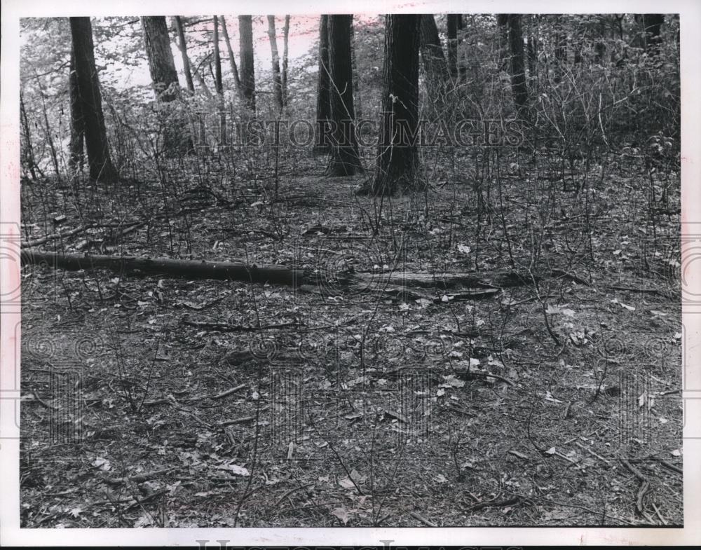 Press Photo Indian Point forest. downed tree in the woods - Historic Images