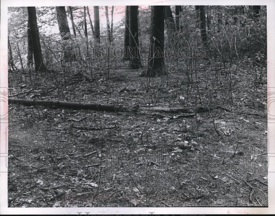 Press Photo Indian Point forest. downed tree in the woods - Historic Images