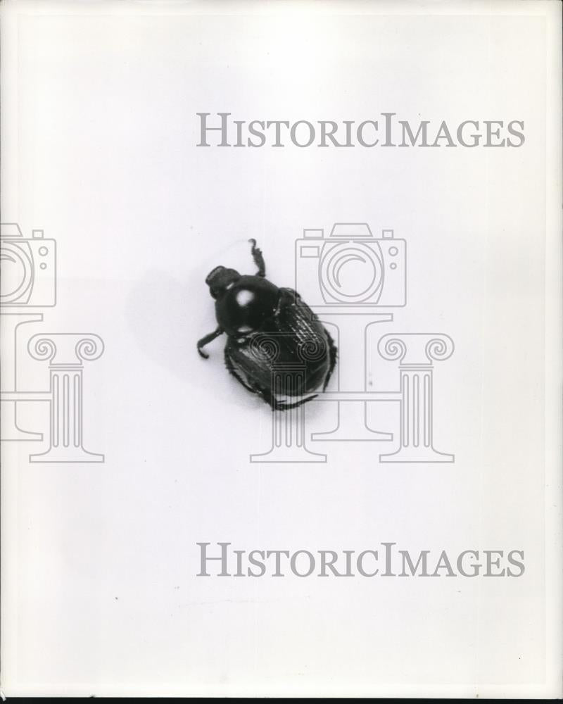 Press Photo A beetle - Historic Images