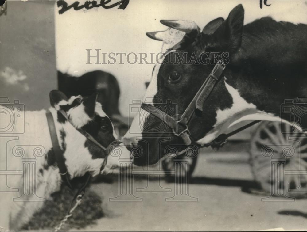1921 Press Photo Molly, The Cow Kisses Mama Good-Bye - Historic Images