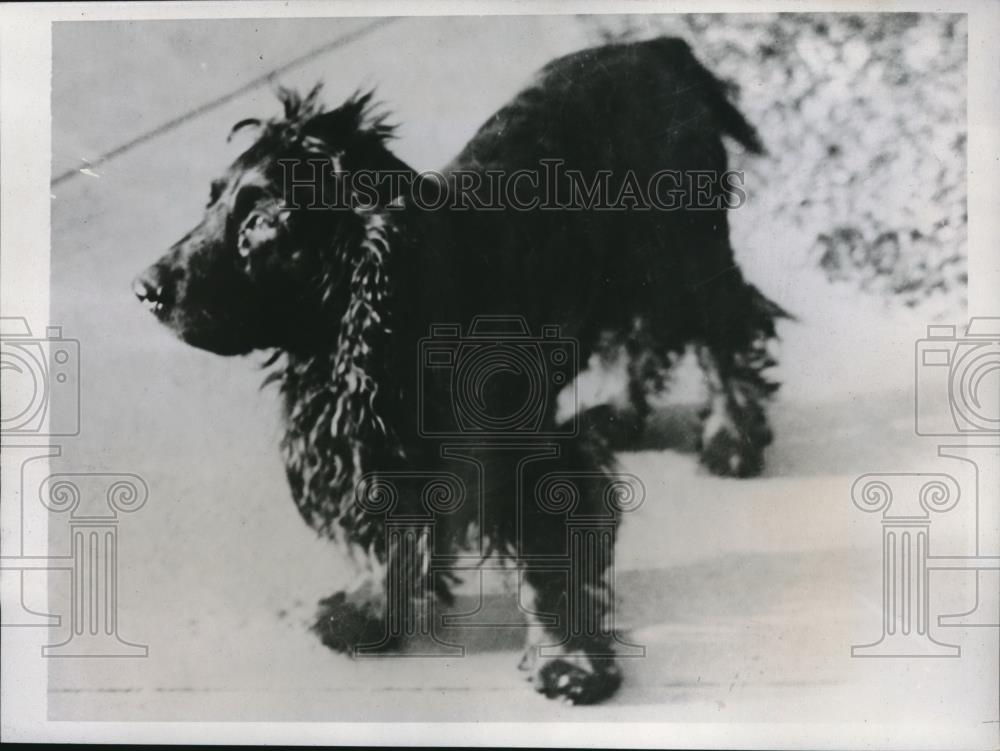 1935 Press Photo Cocker spaniel of GP Wyeraeuser, kidnapped boy in Wash. - Historic Images