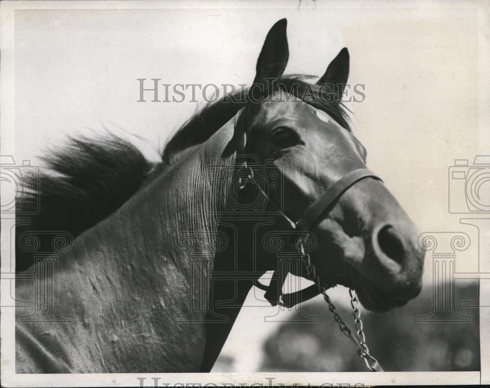 1933 Press Photo Tanform, Calif mare Frisky Matron for a match race - Historic Images