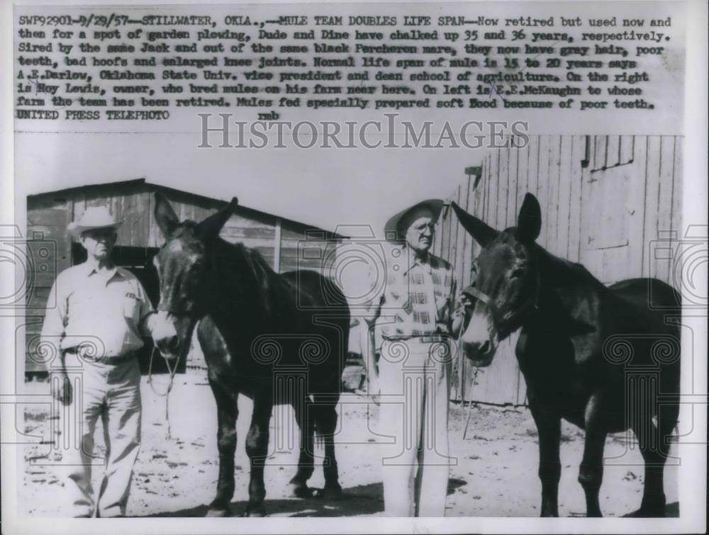 1957 Press Photo Mule Team Doubles Life Expectancy Dude &amp;&amp; Dine Lived 35 &amp; 36 Ye - Historic Images