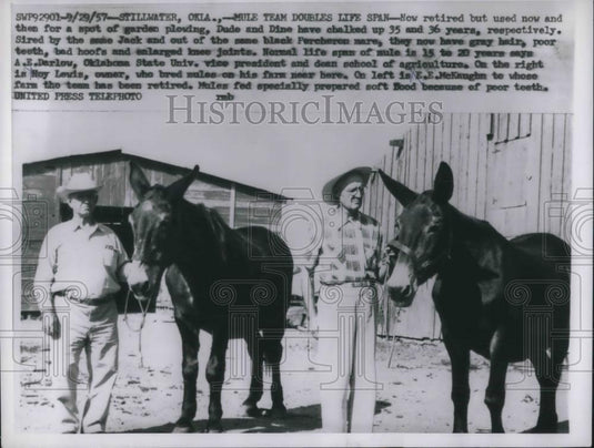 1957 Press Photo Mule Team Doubles Life Expectancy Dude && Dine Lived 35 & 36 Ye - Historic Images