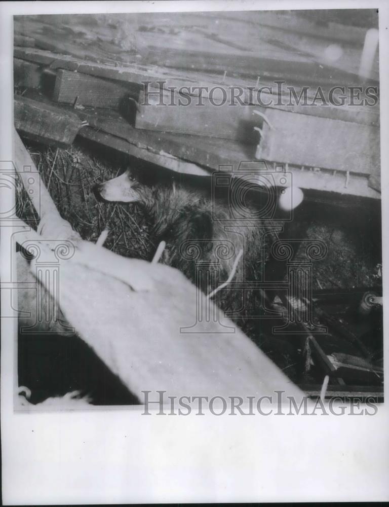 1956 Press Photo Dog hides under home destroyed by tornado in Birmingham - Historic Images