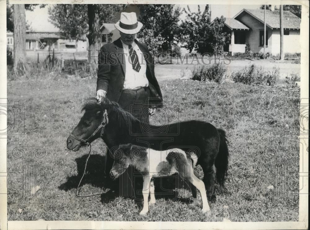 1934 Press Photo Alex McFarlane Of St. Anthony Idaho With Dachshund Ponies - Historic Images