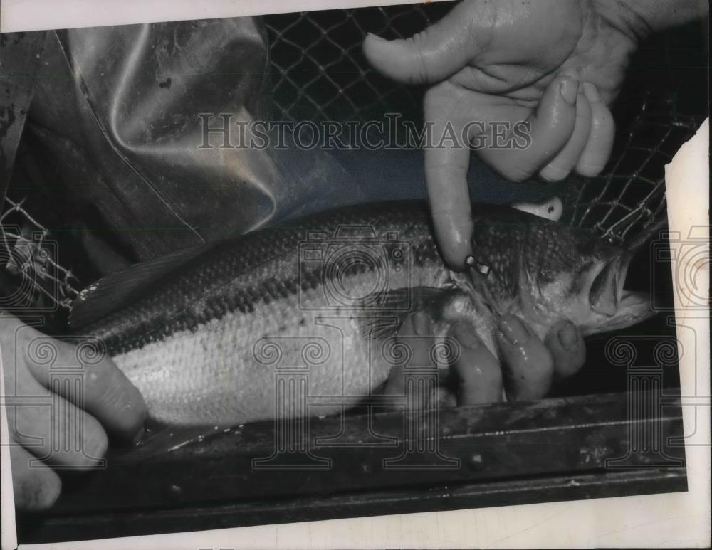 1952 Press Photo where to look for a tag on a black bass - Historic Images